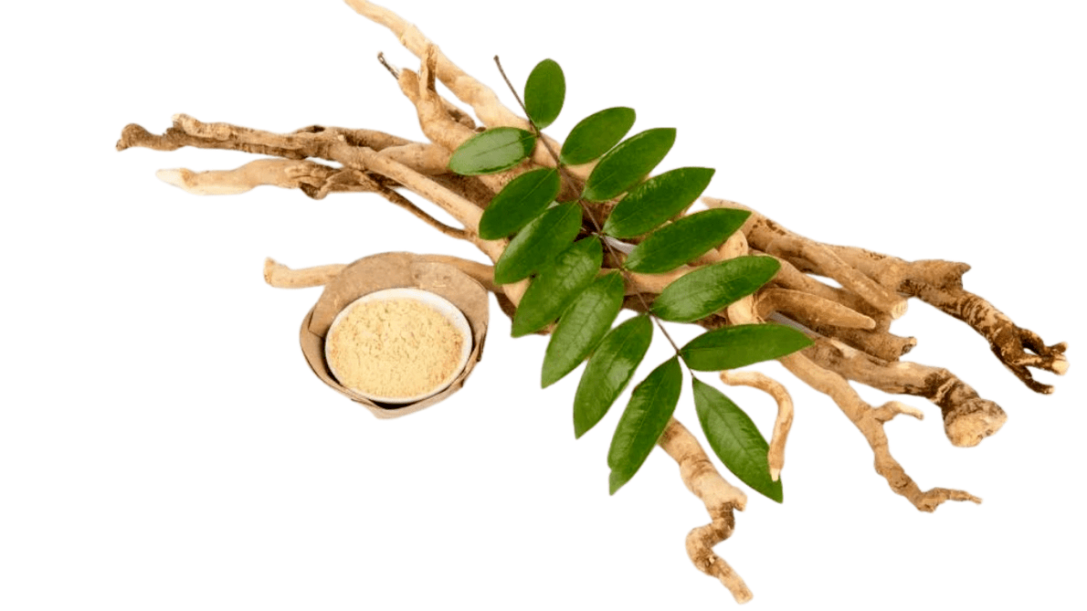 Long-leafed eurycoma root - the composition of Man Plus
