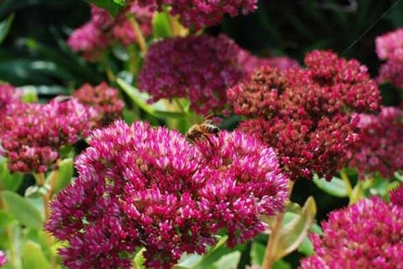 Purple sedum to prepare the healing infusion that increases potency